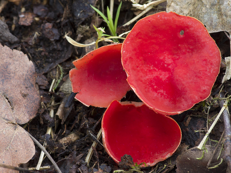 Sarcoscypha jurana